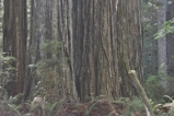 redwood trees